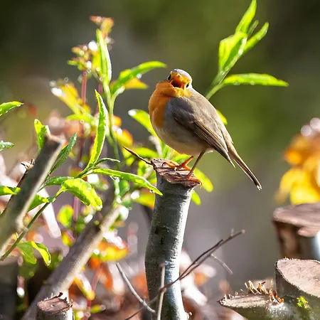 Konukevi Edos Private Zimmervermietung